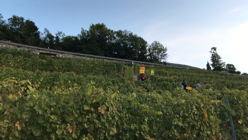 Domaine des Allours